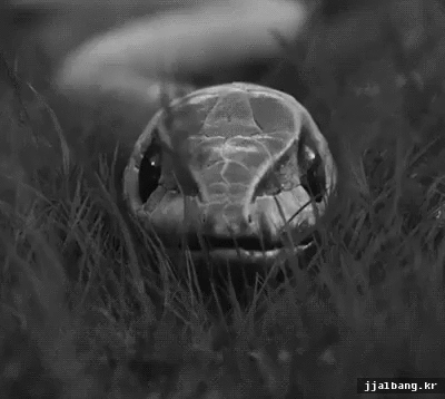 허물벗는 뱀 (혐오주의) | 인스티즈