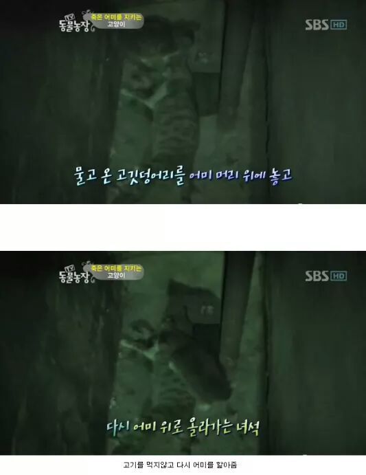 길냥이들의 삶 | 인스티즈