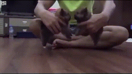 피튀기는 투견장.gif | 인스티즈