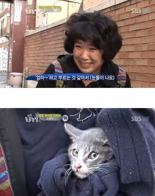 길냥이들의 삶 | 인스티즈