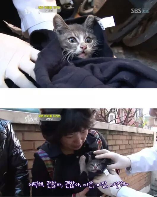 길냥이들의 삶 | 인스티즈