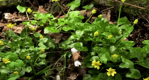 봄이 오면 볼 수 있는 모습 | 인스티즈