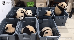 팬더의 탈출 | 인스티즈