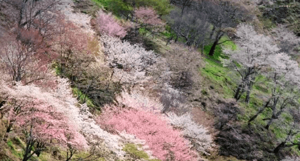 봄이 오면 볼 수 있는 모습 | 인스티즈