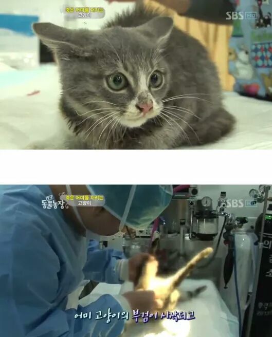 길냥이들의 삶 | 인스티즈