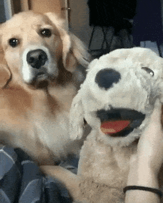 질투하는 개 | 인스티즈