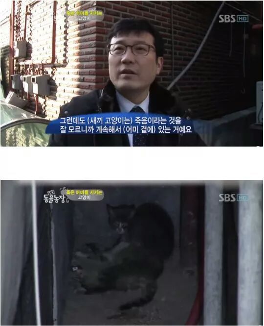 길냥이들의 삶 | 인스티즈