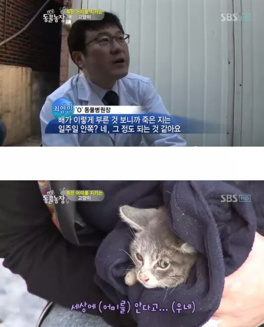 길냥이들의 삶 | 인스티즈