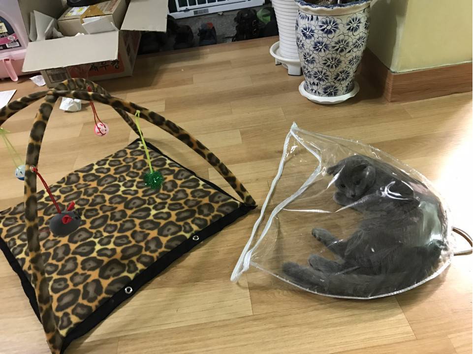 고양이 모빌 텐트를 사고 난 후.jpg | 인스티즈