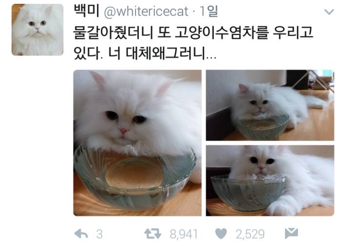 고양이들의 일상.jpg | 인스티즈