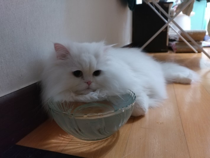 고양이들의 일상.jpg | 인스티즈