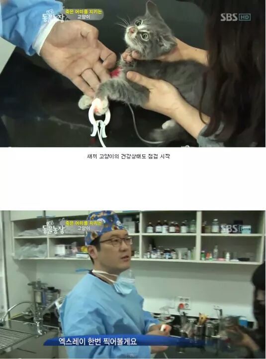 길냥이들의 삶 | 인스티즈