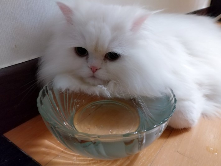 고양이들의 일상.jpg | 인스티즈