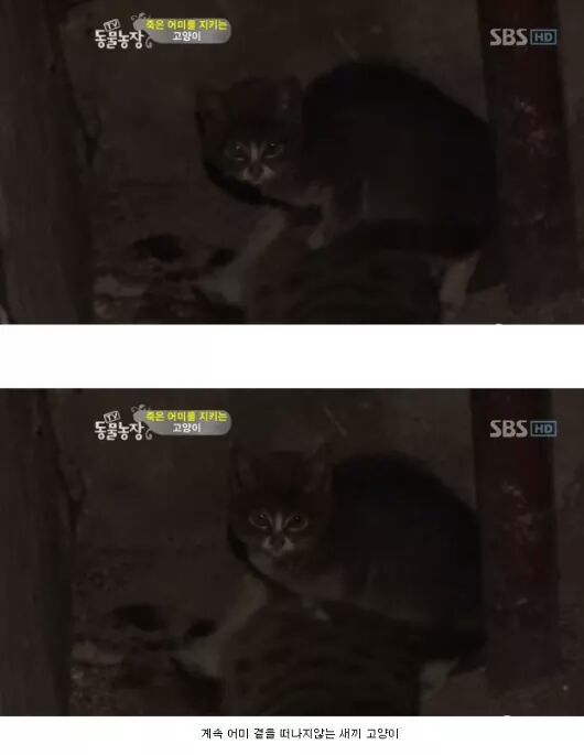 길냥이들의 삶 | 인스티즈