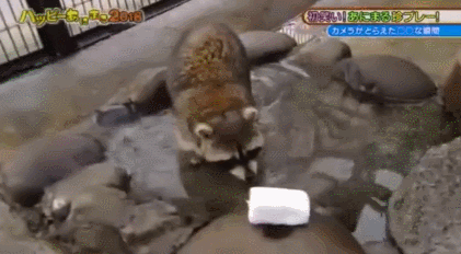 솜사탕 씻어 먹는데 성공한 너구리ㅋㅋㅋㅋ | 인스티즈