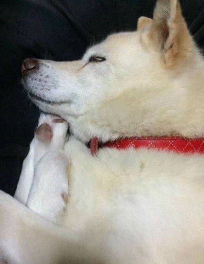 잠자는 댕댕이 | 인스티즈