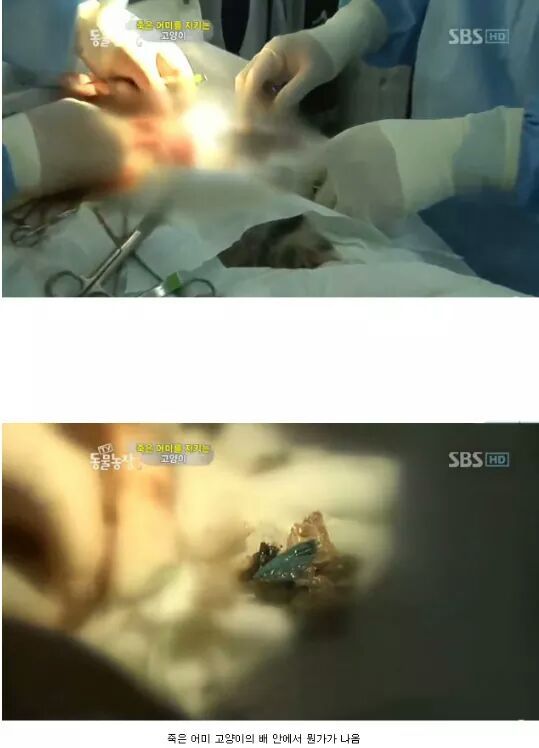 길냥이들의 삶 | 인스티즈