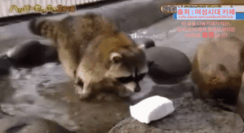 솜사탕 씻어 먹는데 성공한 너구리ㅋㅋㅋㅋ | 인스티즈