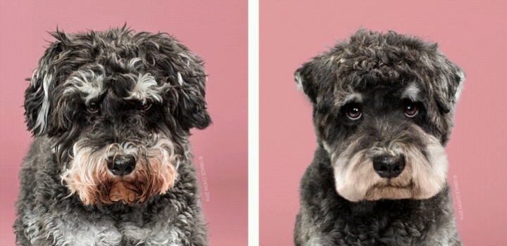 애완견 미용 전후 사진 | 인스티즈