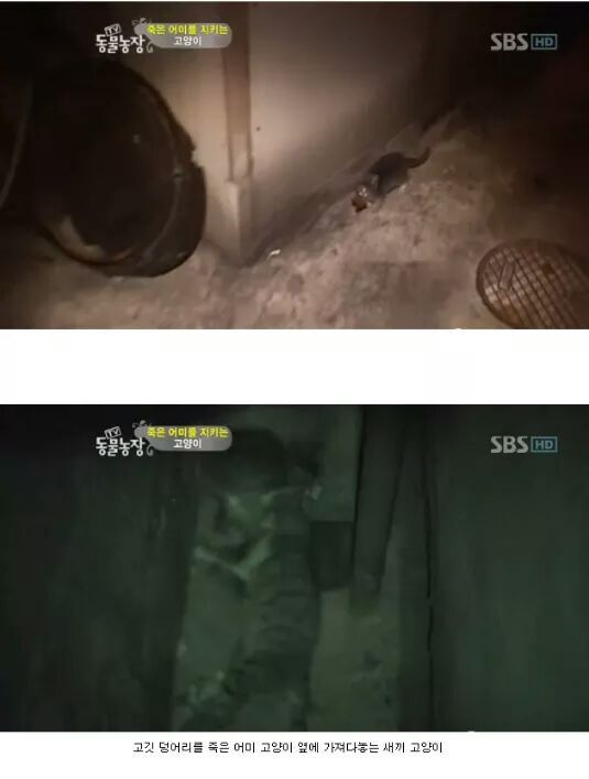 길냥이들의 삶 | 인스티즈