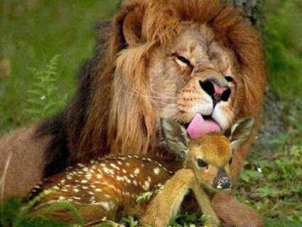 새끼를 핥아주는 부모들.jpg | 인스티즈