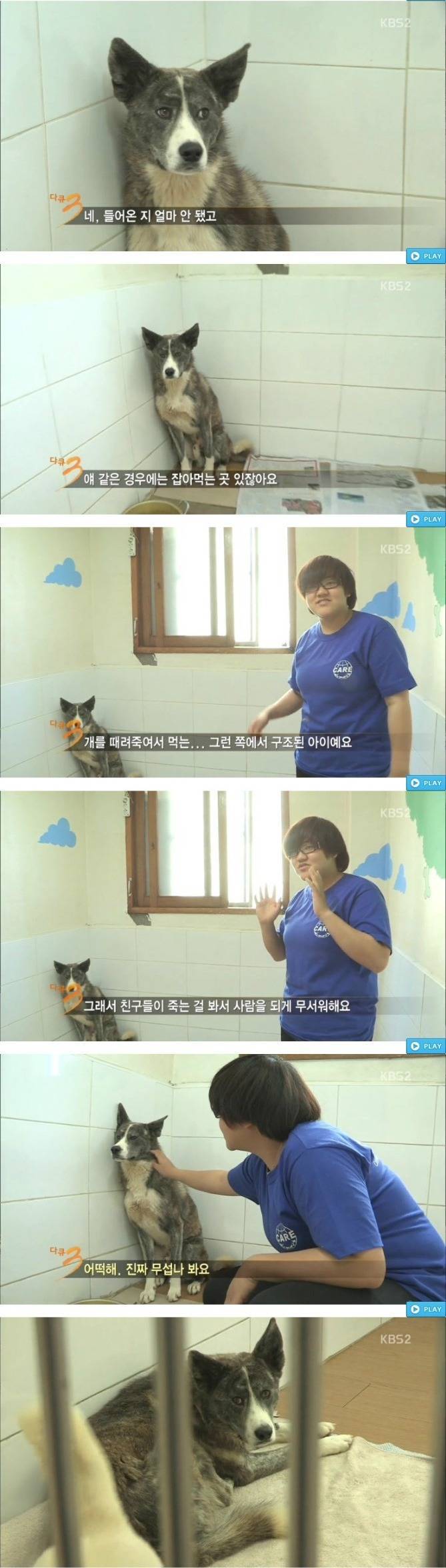 사람을 무서워하는 강아지 | 인스티즈