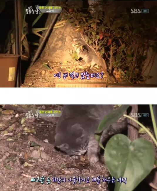 길냥이들의 삶 | 인스티즈