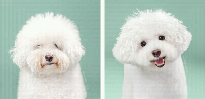 애완견 미용 전후 사진 | 인스티즈