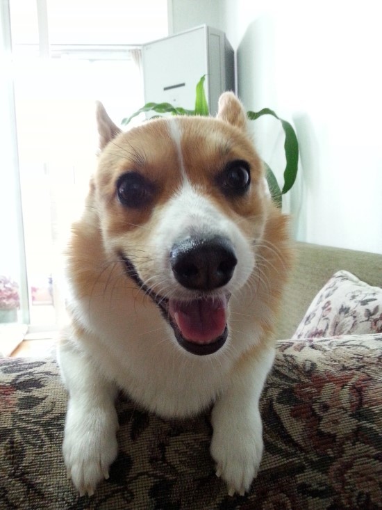 견종 이야기 - 웰시 코기 | 인스티즈