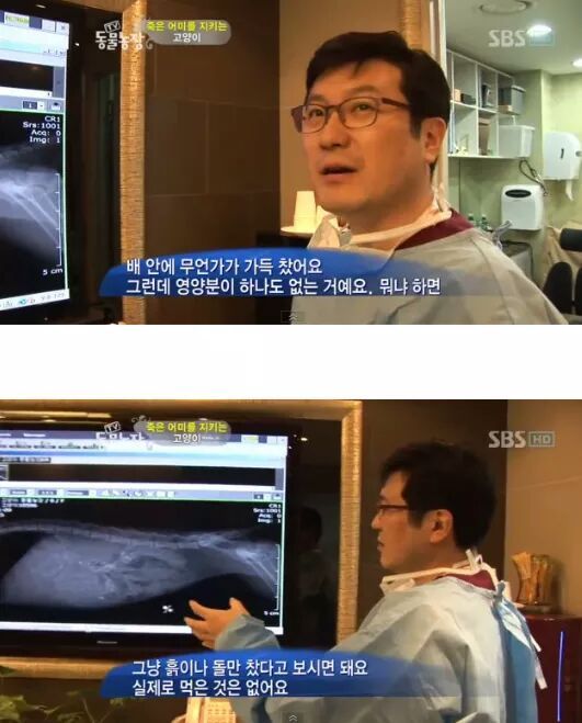 길냥이들의 삶 | 인스티즈