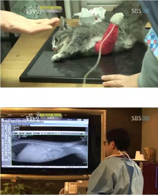 길냥이들의 삶 | 인스티즈