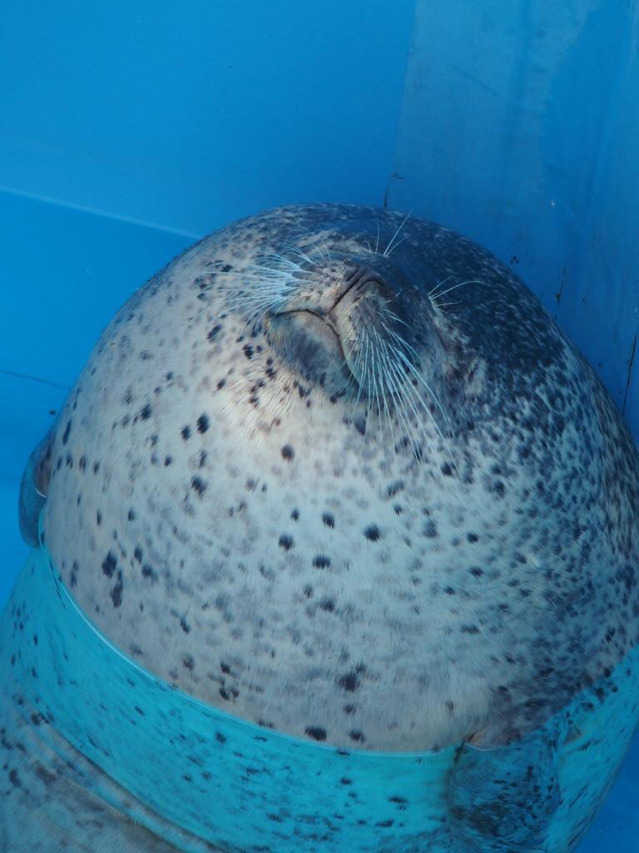 구석에서 자고 있던 물개 | 인스티즈