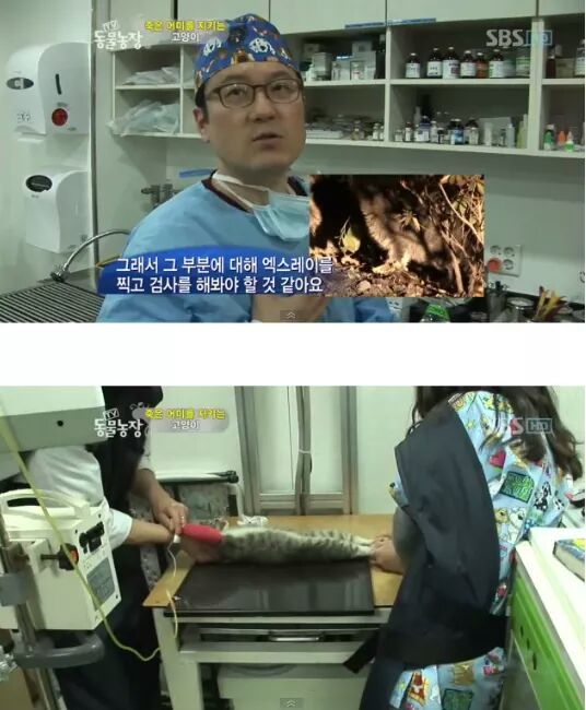 길냥이들의 삶 | 인스티즈