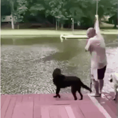 주인이 물에 빠졌을 때.gif | 인스티즈