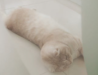 짱덕미 터지는 시아준수 고양이.jpg | 인스티즈