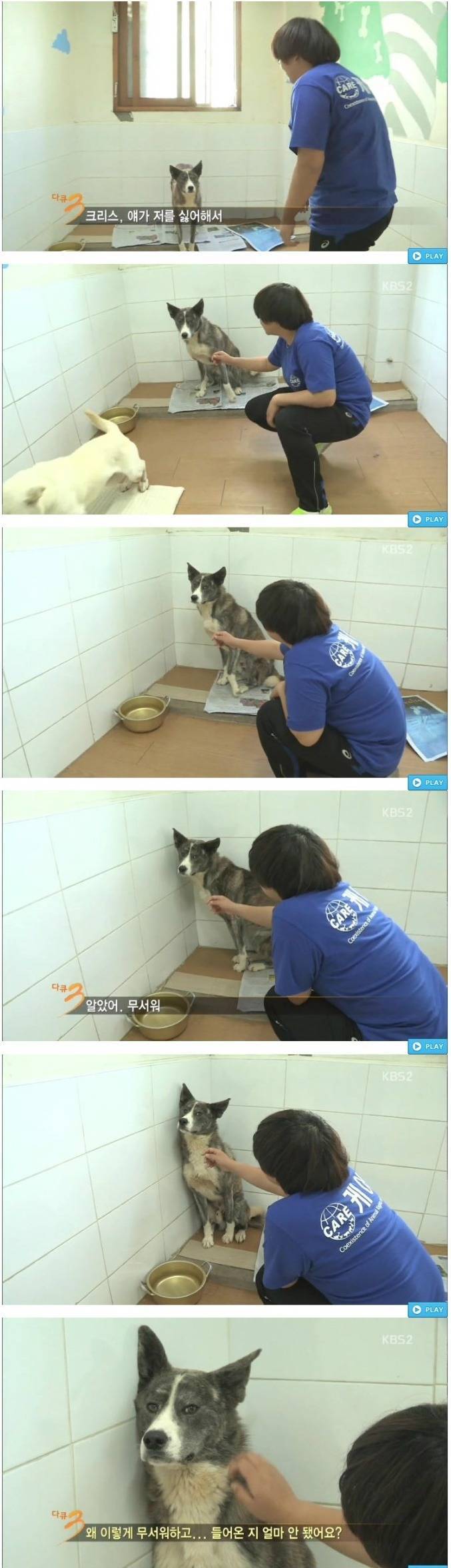 사람을 무서워하는 강아지 | 인스티즈