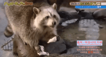 솜사탕 씻어 먹는데 성공한 너구리ㅋㅋㅋㅋ | 인스티즈