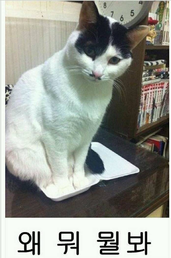 박스라면 들어가있는 고양이 | 인스티즈