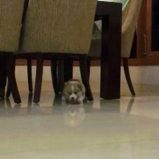 걷는게 제일 힘든 댕댕이 | 인스티즈