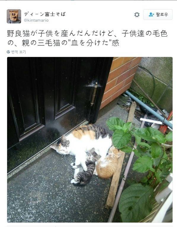 완벽하게 나뉜 고양이 | 인스티즈