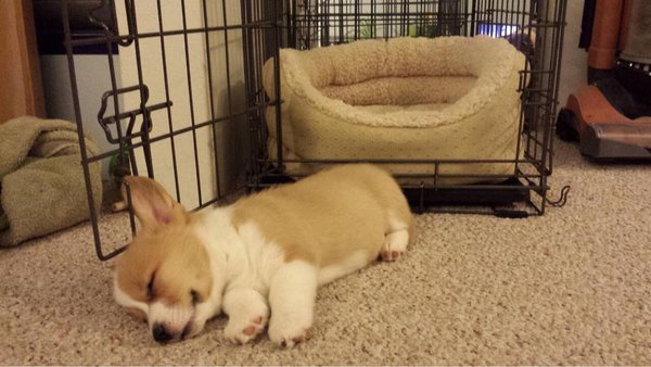 위험한 맹수 | 인스티즈