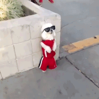 인기 많은 개 .GIF | 인스티즈