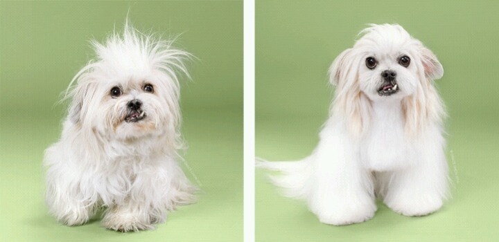 애완견 미용 전후 사진 | 인스티즈