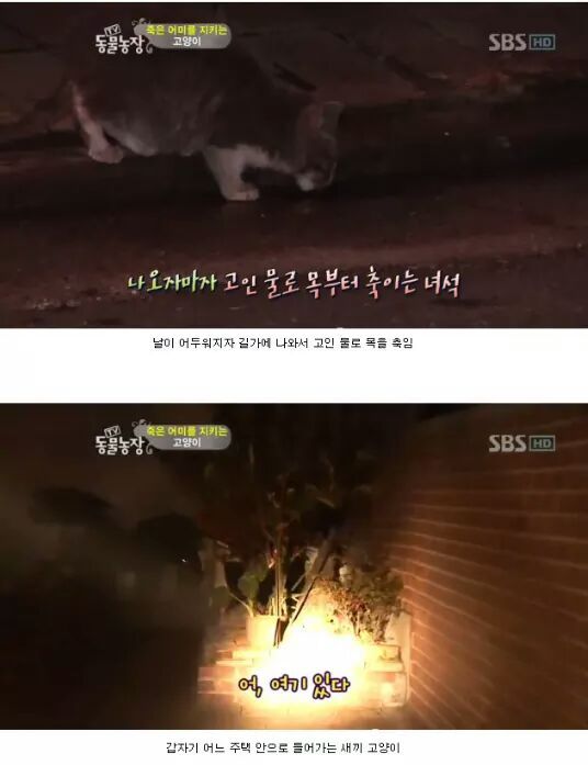 길냥이들의 삶 | 인스티즈