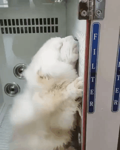 드라이.gif | 인스티즈