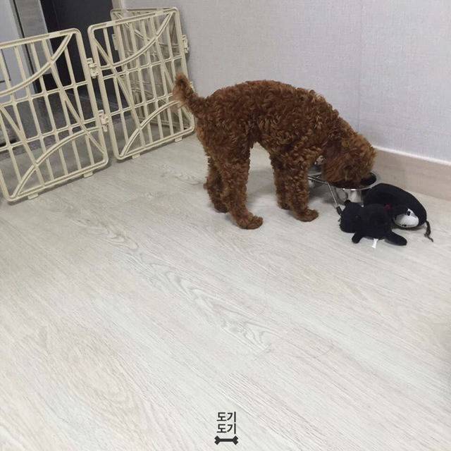 강아지 밥 안먹을때 꿀팁 | 인스티즈