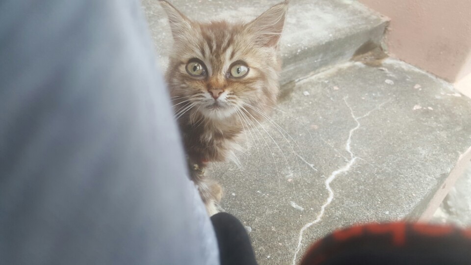 저희집 댕댕이랑 옆집 아깽이~ | 인스티즈