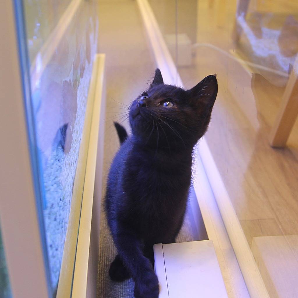 우리 깜둥이보고 가시죠ㅎ | 인스티즈