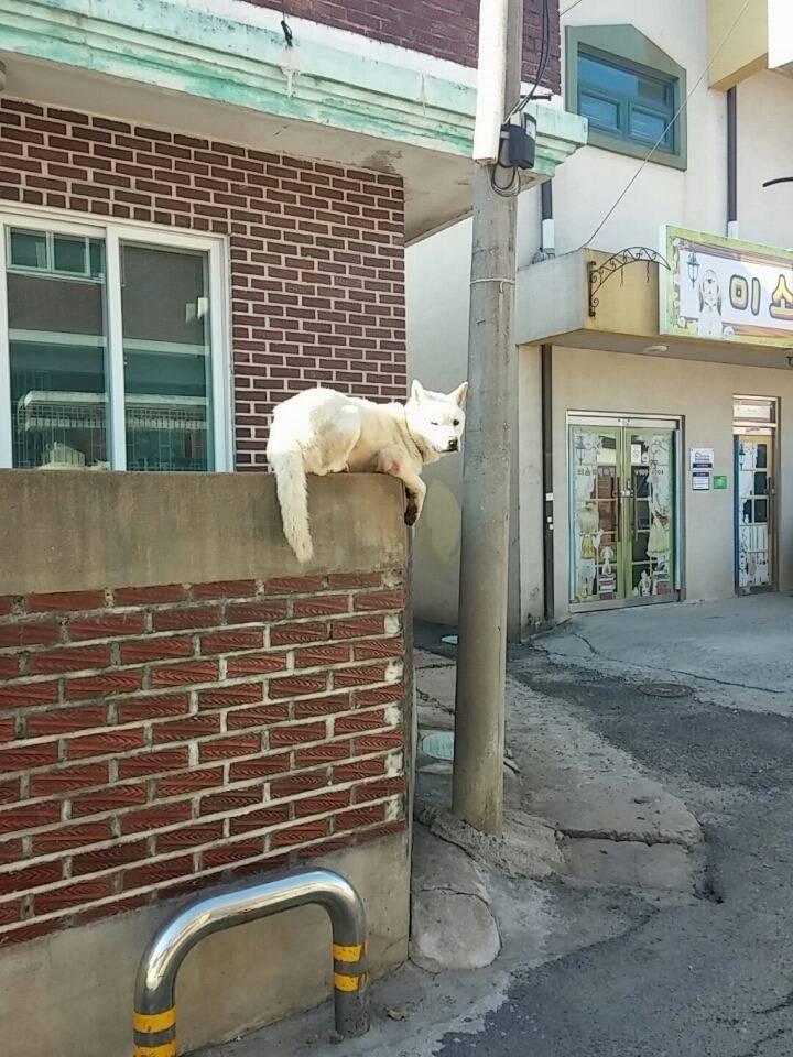 개의 탈을 쓴 고양이 | 인스티즈