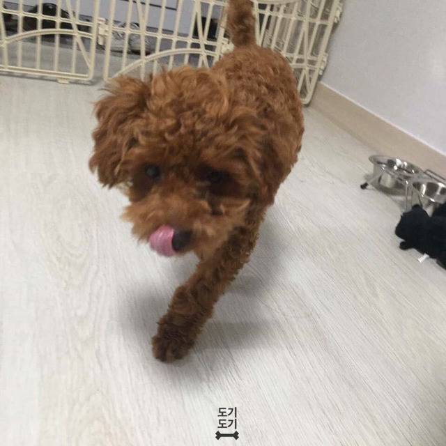 강아지 밥 안먹을때 꿀팁 | 인스티즈